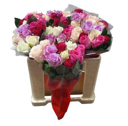 <h4>R Gr Pastel Mix Xl</h4>