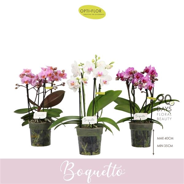 <h4>Phalaenopsis Multifloratypes gemengd</h4>