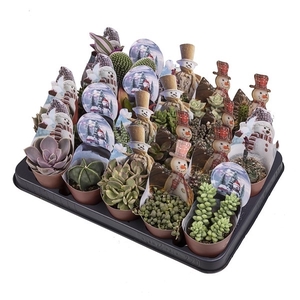 MIX CACTUS AND SUCCULENT POT Ø 6.5 WITH CHRISTMAS SHAPED POTCOVER - SNOWMAN - TRAY 20 PCS