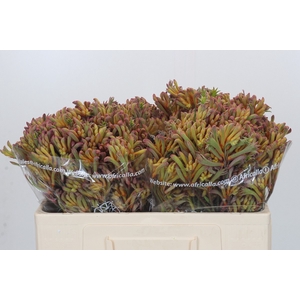 Anigozanthos Celebrations Firework