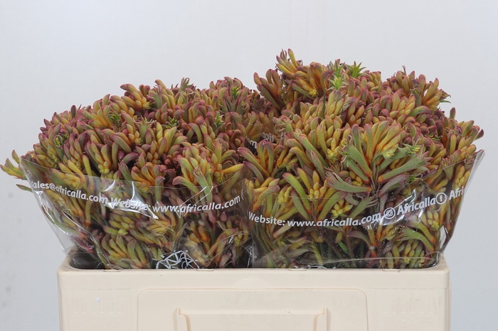 <h4>Anigozanthos Celebrations Firework</h4>