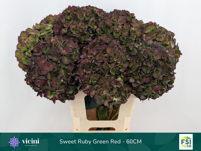 <h4>Hydrangea  'Magical Sweet Ruby' CL</h4>