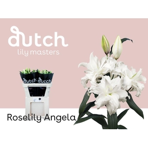 LI OR DU RL ANGELA