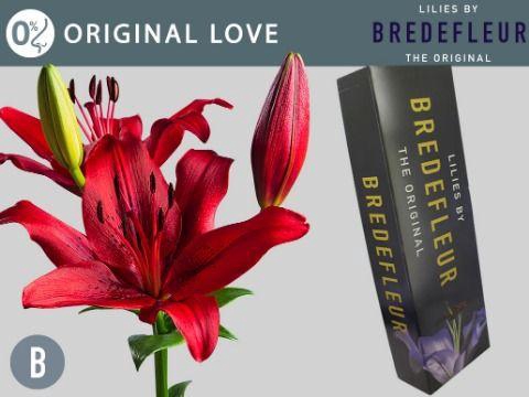 <h4>LI LA ORIGINAL LOVE QUALITY BOX</h4>