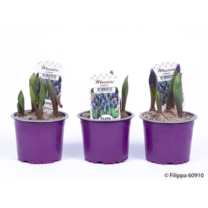 MUSCARI ARMENIACUM