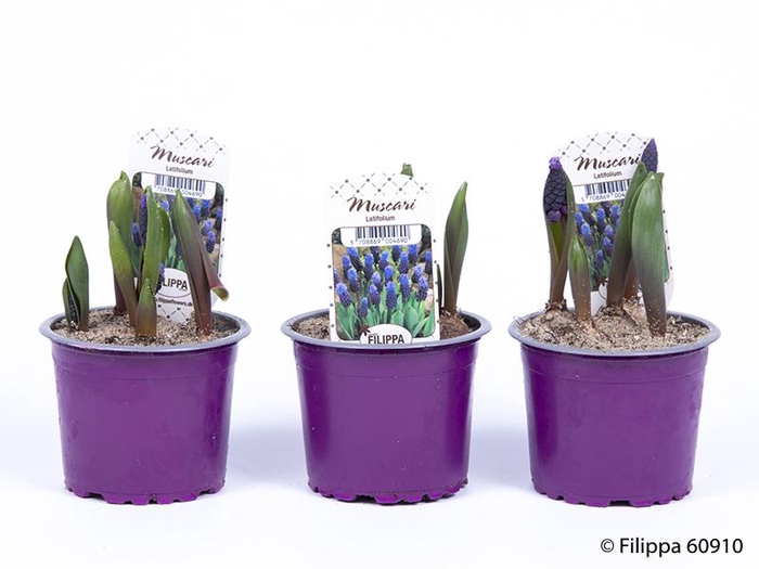 <h4>MUSCARI ARMENIACUM</h4>