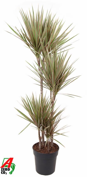 <h4>Dracaena Bicolor</h4>