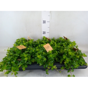 Peperomia rotundifolia
