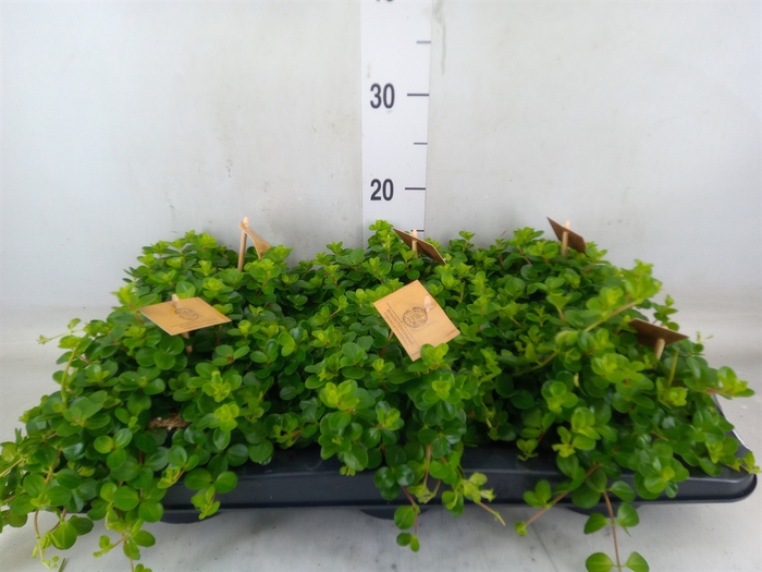 <h4>Peperomia rotundifolia</h4>