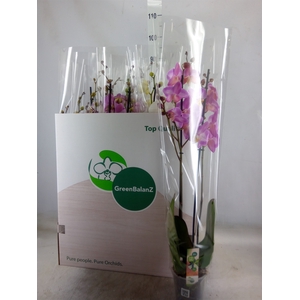 Phalaenopsis   ...mix