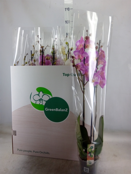 <h4>Phalaenopsis   ...mix</h4>