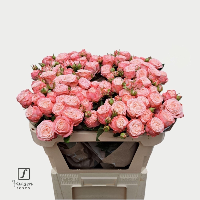 <h4>Rosa TR 'First Date' FRANSEN</h4>