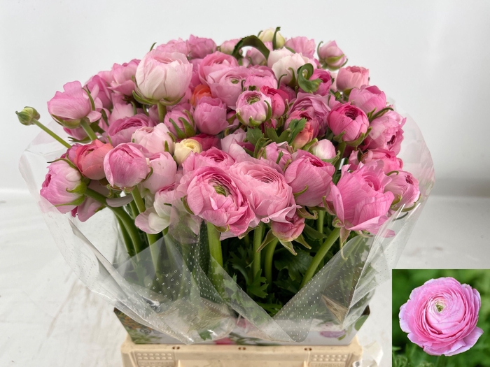 <h4>RAN AM PINK</h4>