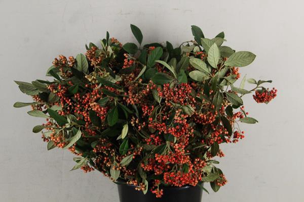 <h4>Cotoneaster Bes Bs</h4>