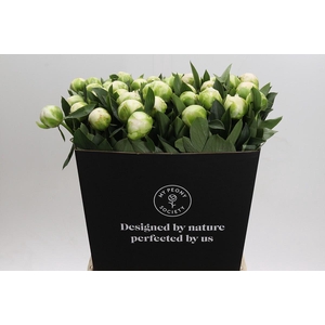 Paeonia Madame Claude Tain