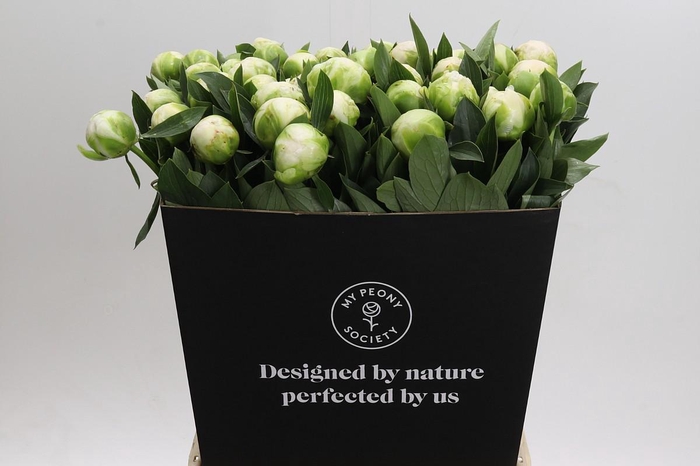 <h4>Paeonia Madame Claude Tain</h4>