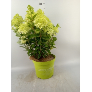 Hydrangea pan.