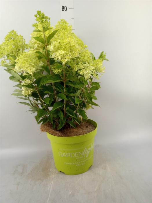 <h4>Hydrangea pan.</h4>