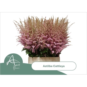 ASTIL AR CATTLEYA