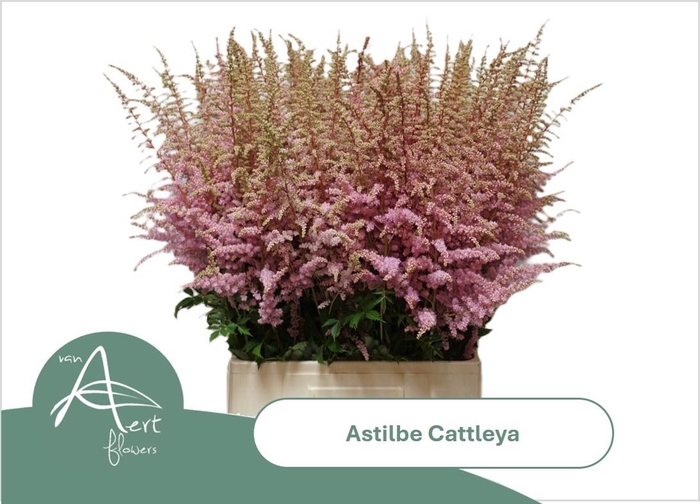 <h4>ASTIL AR CATTLEYA</h4>
