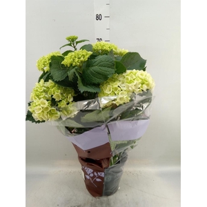 Hydrangea mac. 'Crystal Palace'