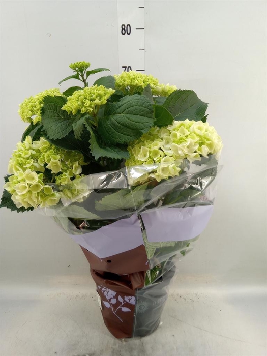 <h4>Hydrangea mac. 'Crystal Palace'</h4>