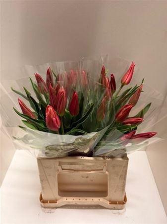 <h4>Tu Le Marianne</h4>