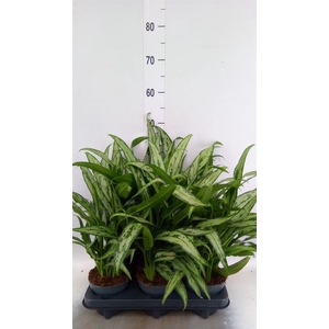Aglaonema KB 'Cutlass'