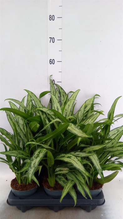 <h4>Aglaonema KB 'Cutlass'</h4>