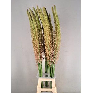 Eremurus Oase