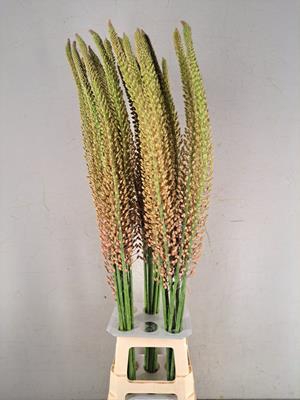 <h4>Eremurus Oase</h4>