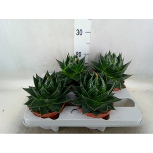 Aloe aristata 'Cosmo'