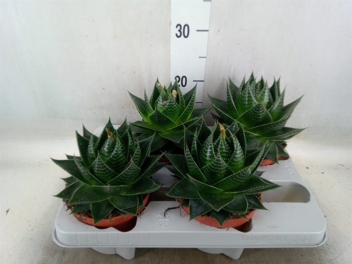 <h4>Aloe aristata 'Cosmo'</h4>