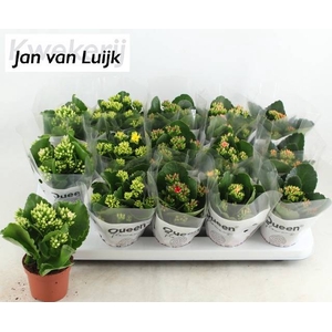 KALANCHOE LUIJK MIX P9