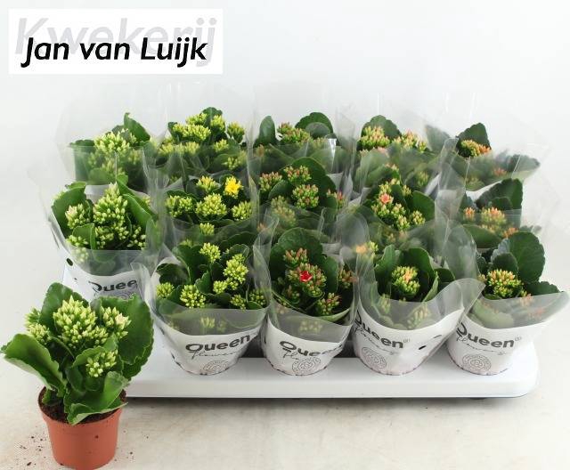 <h4>KALANCHOE LUIJK MIX P9</h4>