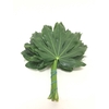 Aralia Rio Verde 30cm