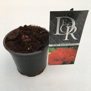 Paeonia 'Karl Rosenfield'