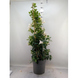 Mandevilla am. 'Diaman Jade White'