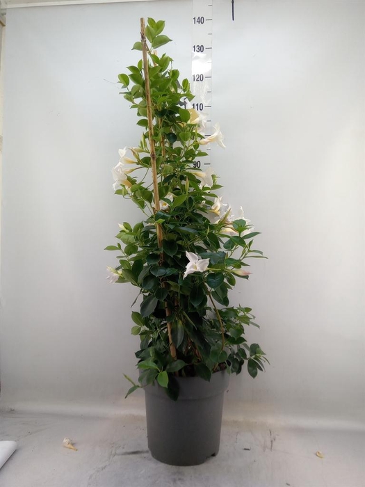<h4>Mandevilla am. 'Diaman Jade White'</h4>
