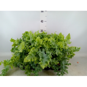 Phlebodium aureum 'Davana'