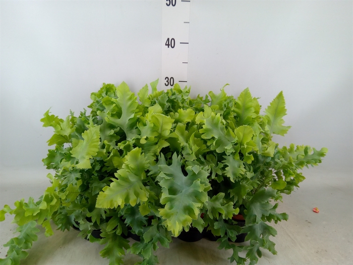 <h4>Phlebodium aureum 'Davana'</h4>