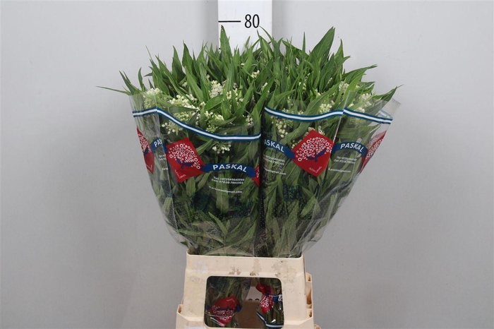 <h4>Ascl Inc Ice Ballet</h4>