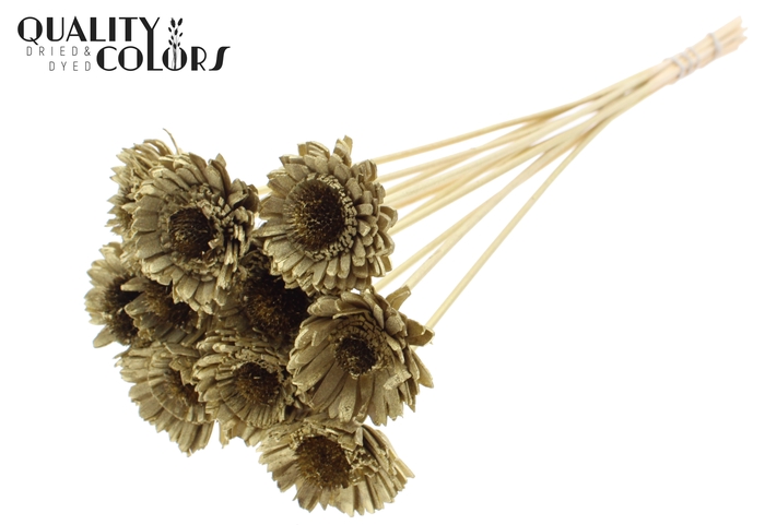 Shola Daisy Sunflower 6cm on stem Gold