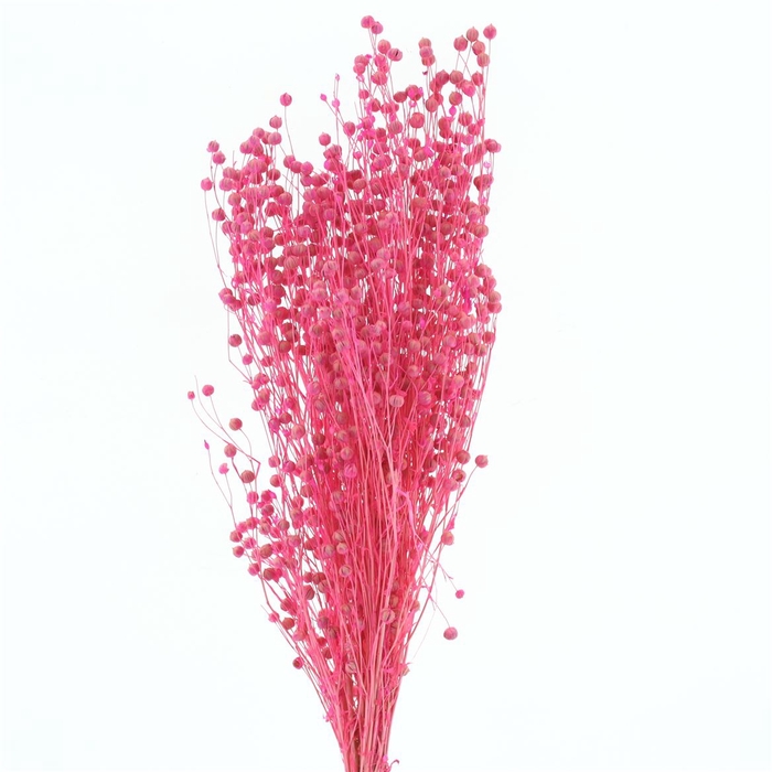 <h4>Dried Lino Bleached Cerise</h4>