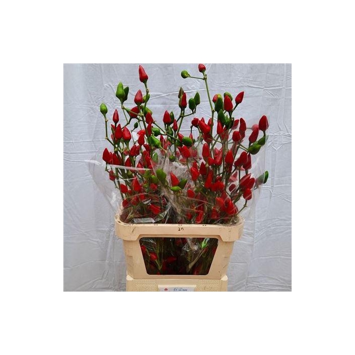 <h4>Capsicum Xmas</h4>