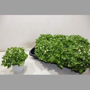 Exacum White Star