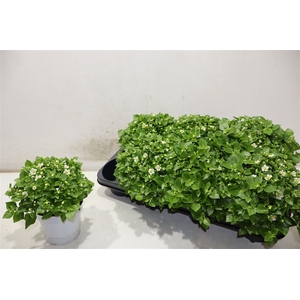 arr8 Exacum White Star