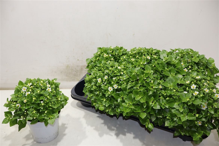 <h4>Exacum White Star</h4>