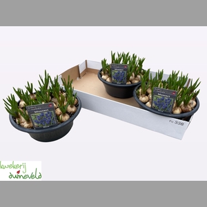 MUSCAR BIG SMILE SCHAAL23