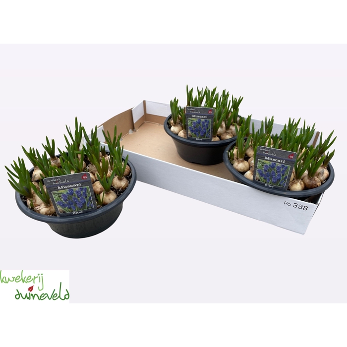 <h4>MUSCAR BIG SMILE</h4>